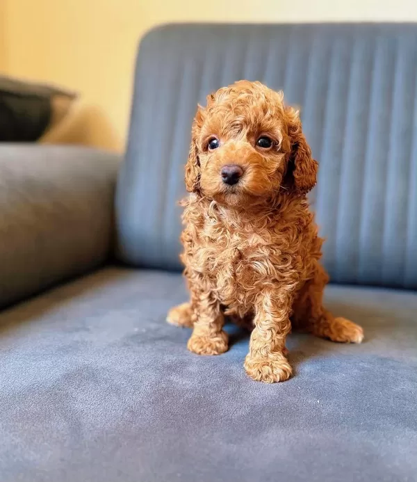 Toy Poodle Red Brown Yavrular