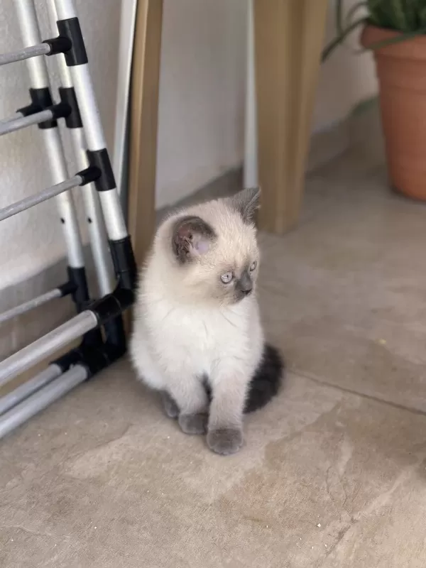 British Shorthair Blue Point Yavru