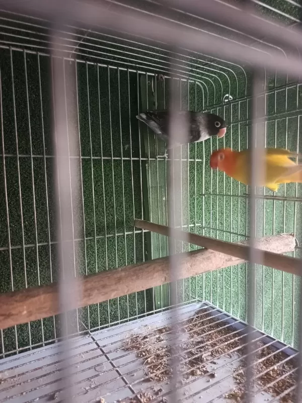 Yeni Mutasyon Cennet Papağanı Takım