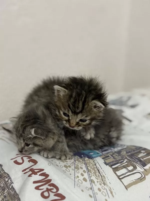 2 Tekir 2 Haftalık Yavru Kedimiz