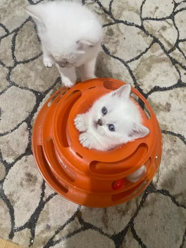 Kar Beyaz Maviş British Shorthair Yavrular