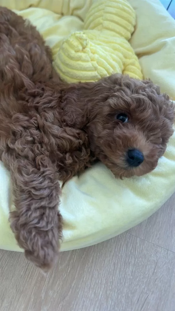 Toy Poodle Erkek 2 Aylık