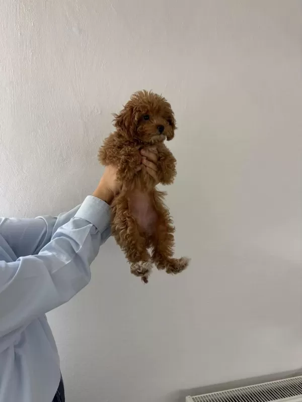 Harika Dişi Toy Poodle