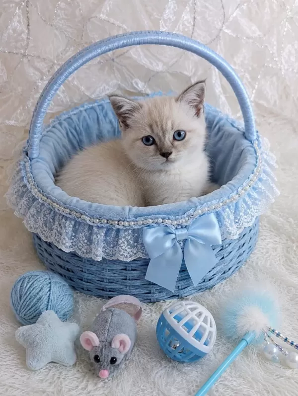 Scottish Fold Ve British Prensler