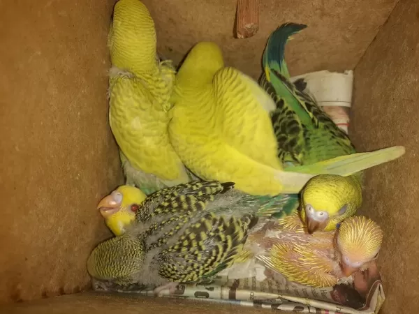 Çift Takım Muhabbet Kuşu Konuşan Yumurtalı