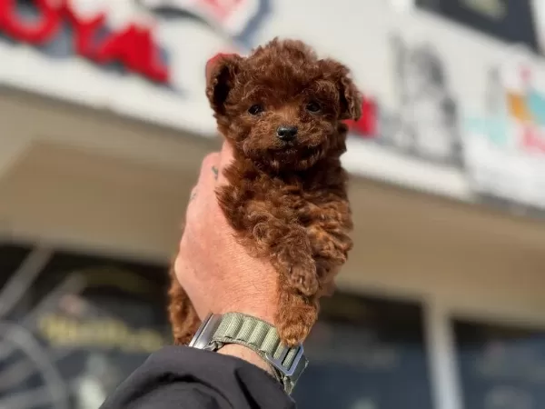 Petmode Köpek Çiftliğinden Tea Cup Poodle Yavrular