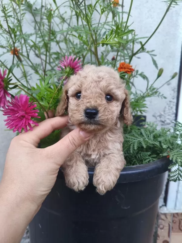 Sağlıklı Erkek Poodle Bebek
