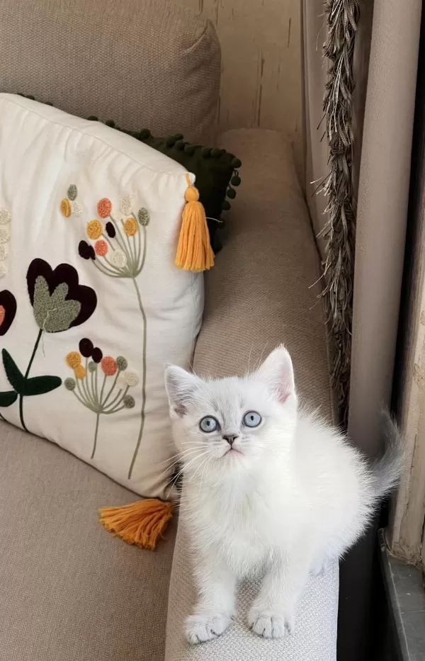 Sevecen Oyuncu British Shorthair Yavrular