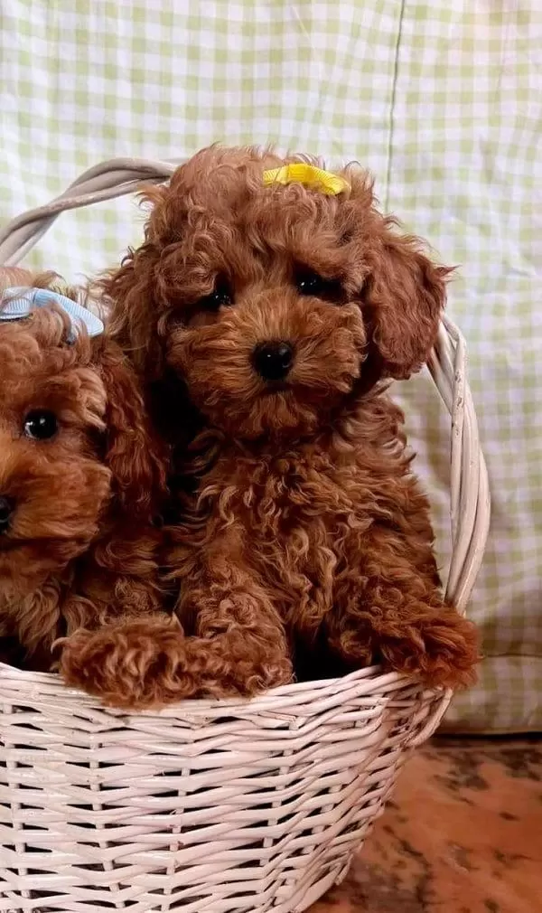 Toy Poodle Yavrulari
