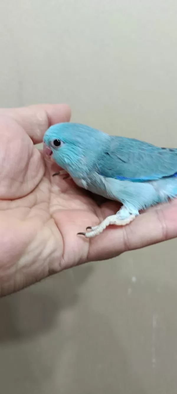 Turkuaz Mavi Erkek Forpus Bebek
