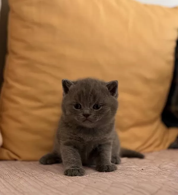 British Blue Point Yavru