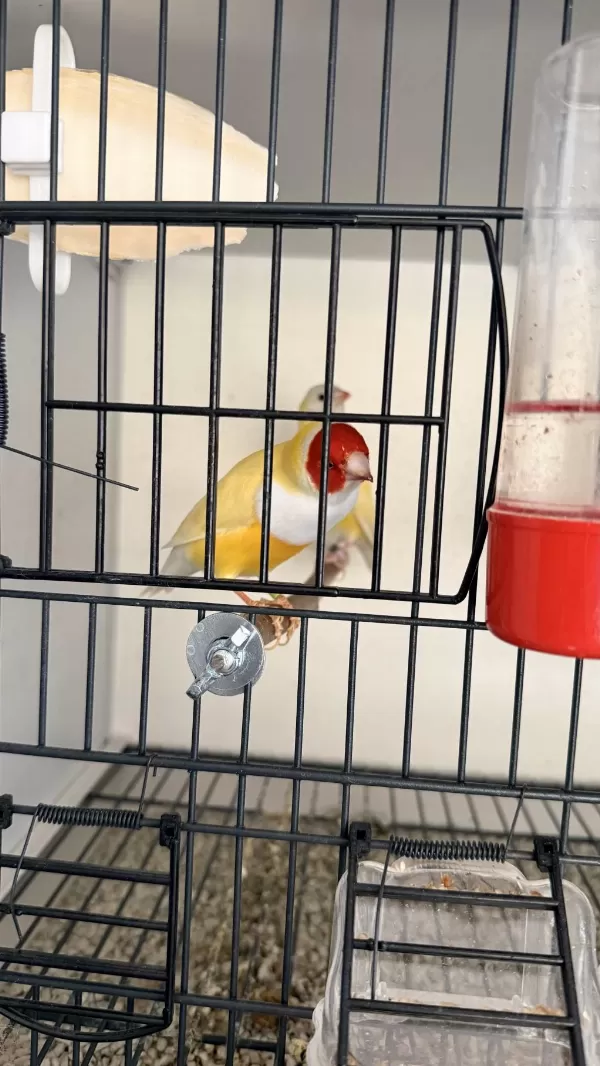 Sağlıklı 3 Çift Golden Finch