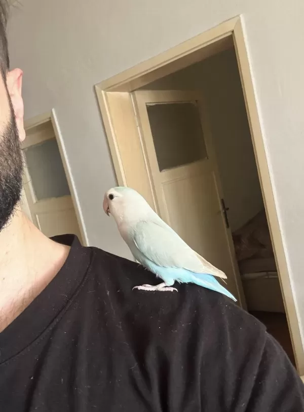 Oyun Hamuru Sevda Papağanı