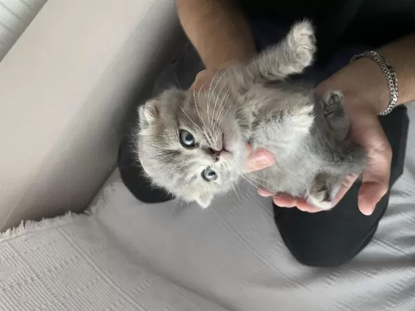 Minik Scottish Fold Yavrumuz