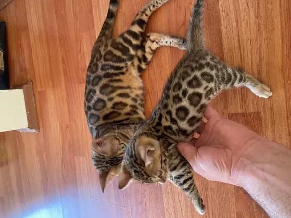 Sağlıklı Safkan Bengal