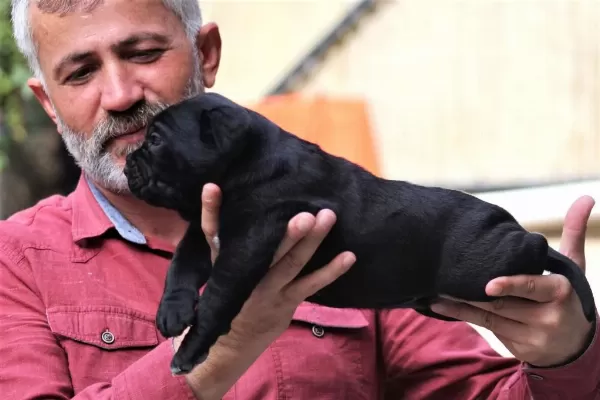 Fci-kif Secereli Safkan Cane Corso Yavrular