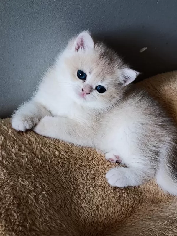 Lilac Golden British Shorthair Dişi Yavru