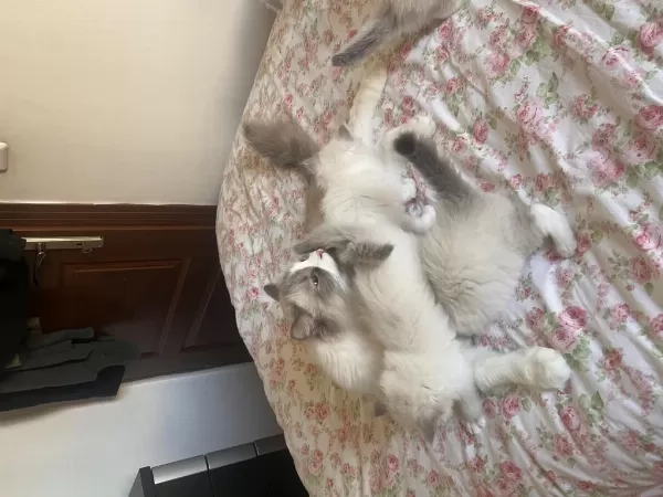 Harika Ragdoll Yavruları