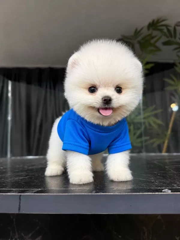 Orjinal Pomeranian Boo
