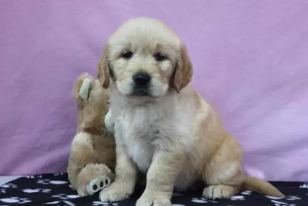 Profesyonel Üretim Çifliğinden Golden Kapıda Ödeme
