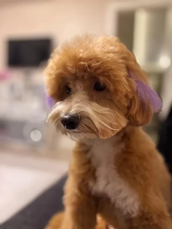 1 Yaşında Tuvalet Eğitimli Sütlü Karamel Renk Maltipoo