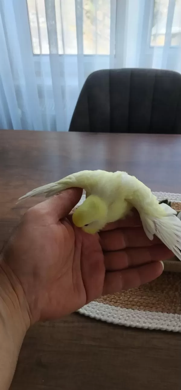 Yeni Yeme Düşmüş Muhabbet Yavrular Ve Takımlar