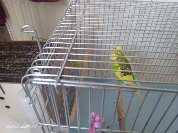 3 Yavrusuyla Birlikte Satılık Takım Muhabbet Kuşu