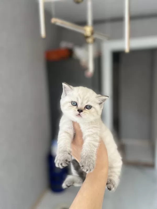 British Shorthair Silver Yavrularim