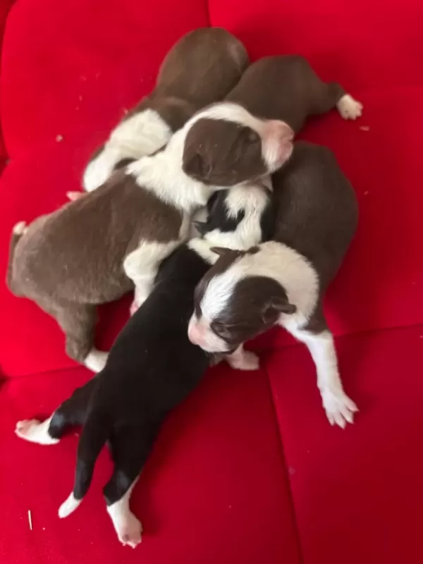 Şeker Köpekler Bunlar