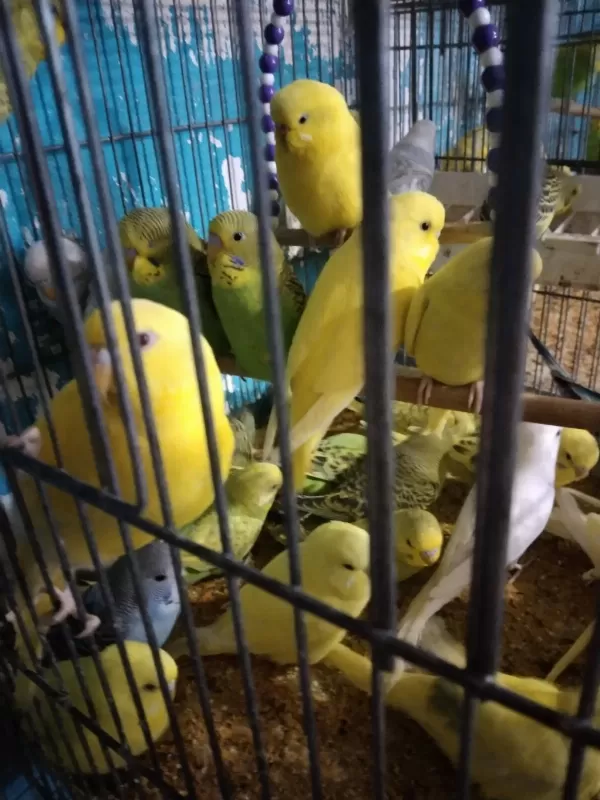 Her Muhabbet Kuşu Vardır