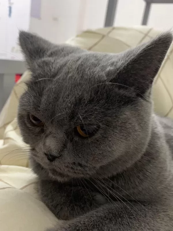 Ücretsiz Sahiplendirme 1 Yaşında British Shorthair