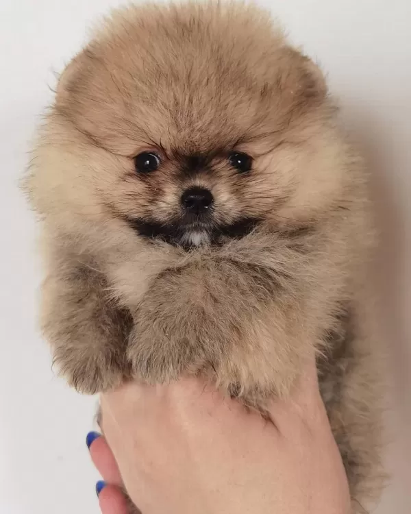 Sevimli Pomeranian Yavrulari