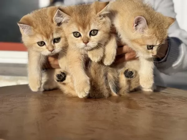 Show Kalite Ny12 Golden British Shorthair Yavrular