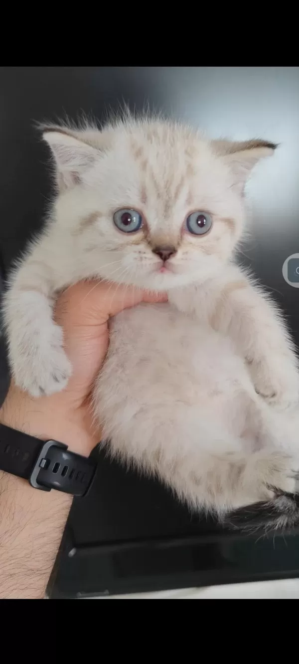 British Shorthair Kedisi