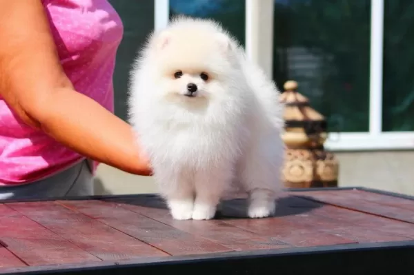 Petmode Köpek Çiftliğinden Teddy Face Pomeranian