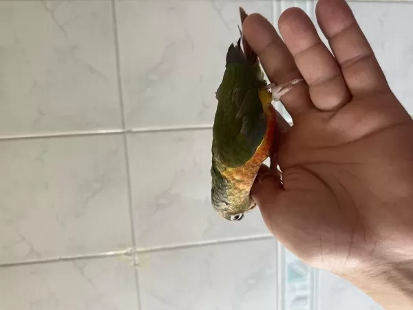 El Besleme Renk Güzeli Konur Papağani