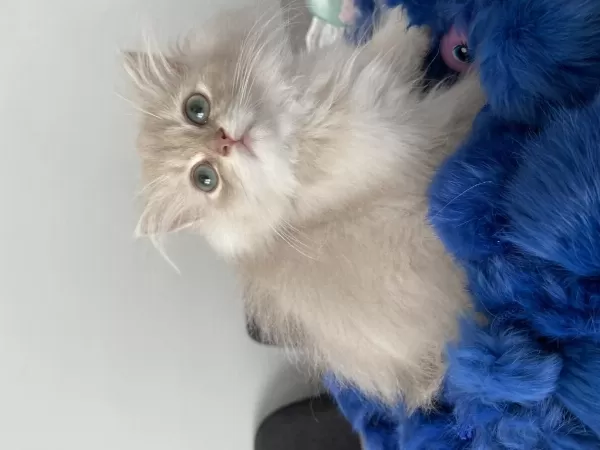 British Longhair Erkek