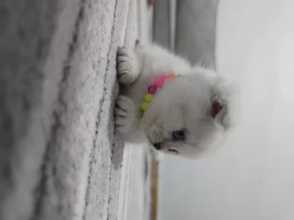Sağlıklı Scottish Fold Point