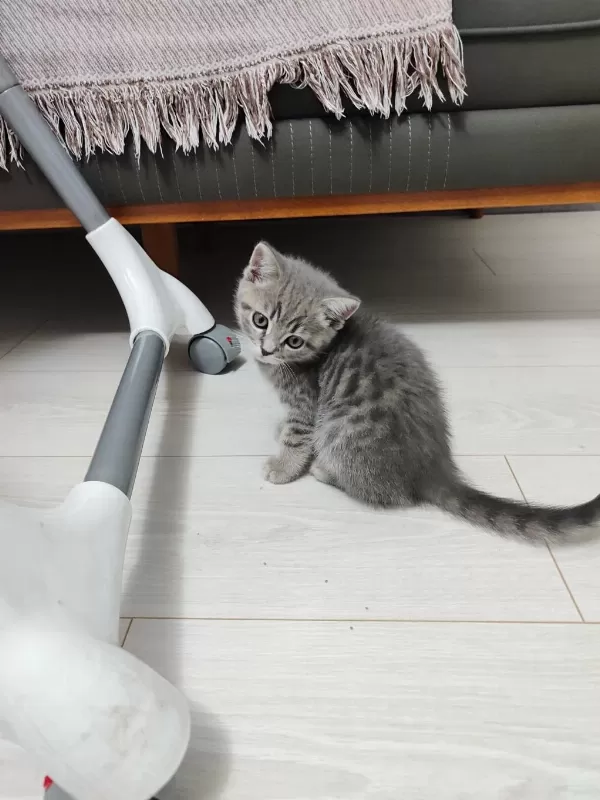 Sevimli Oyuncu Kedimiz Yeni Yuvasını Arıyor