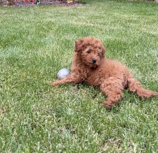 Toy Poodle Kore Kan 3 Aylık Erkek Yavru