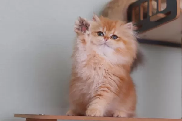 British Longhair Safkan Dişi