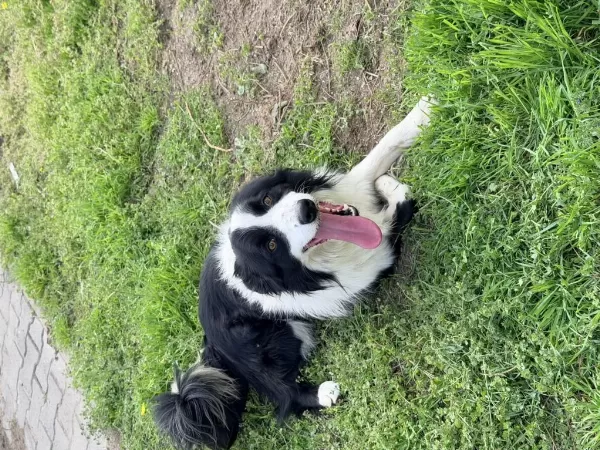 Frizbi Dereceli Anneden Ve Babadan Border Collie Yavrular