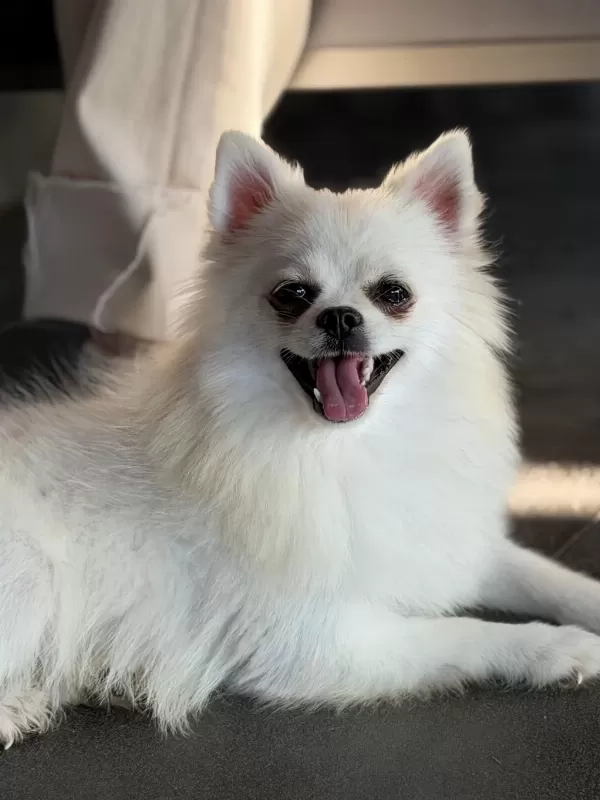 Harika Kar Beyazı Spitz