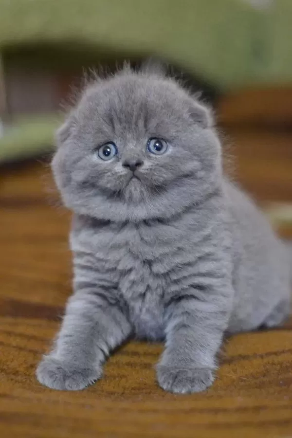 Scottish Fold Yavrularımız Evinizin Neşesi Olacaktır