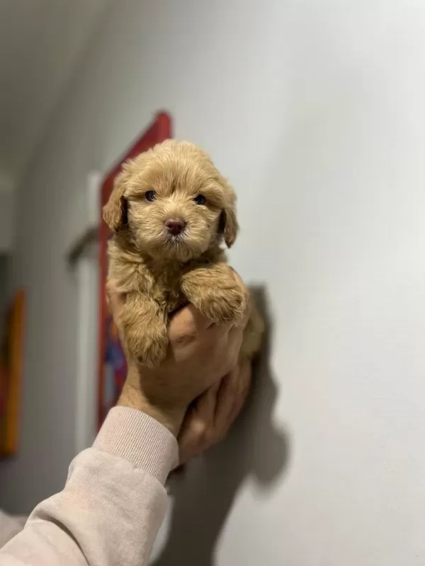 Maltipoo Adrese Teslim, Kapıda Ödeme Yapabilirsiniz