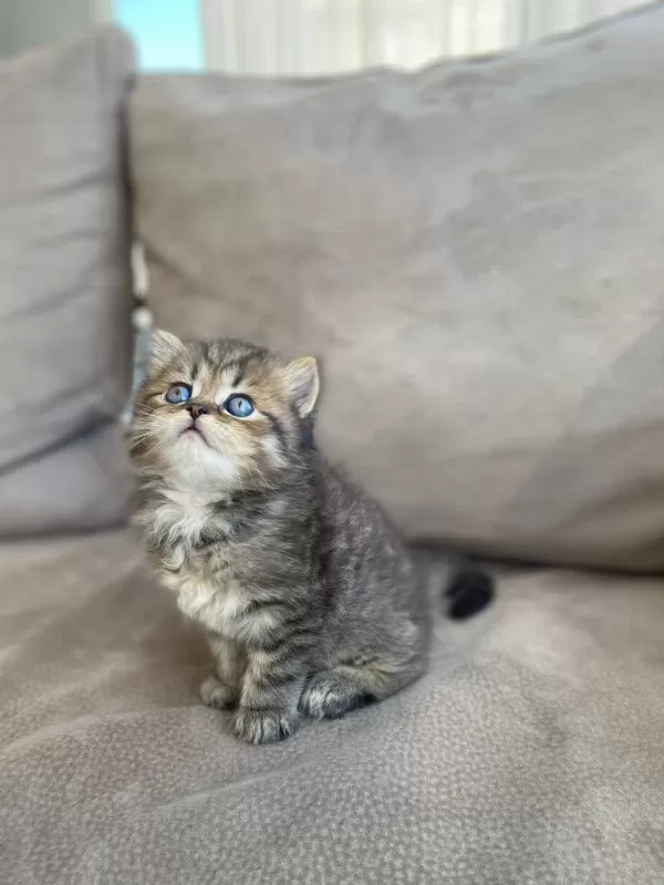 British Shorthair Kardeşler