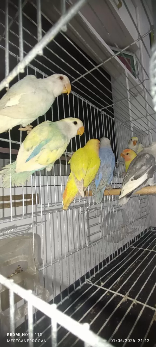 Sevda Papağani Yeni Yeme Düşmüş