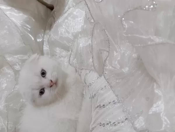 Scottish Fold Kar Beyazı Mavişler