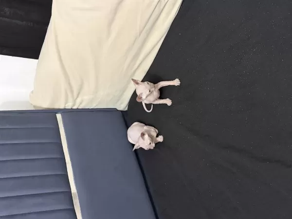 Yeni Doğmuş 1.5 Aylık Sphynx