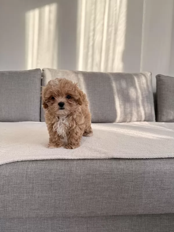 İrkının En Kaliteli Yavrusu Ev Doğumlu Poodle Bebeğim